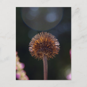 Carte Postale Halo à fleurs