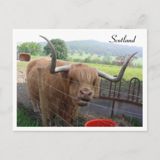 Carte Postale Hamish the Hairy Coo, Écosse