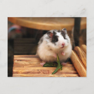 Carte postale Hamster