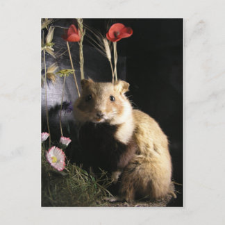 Carte Postale Hamster