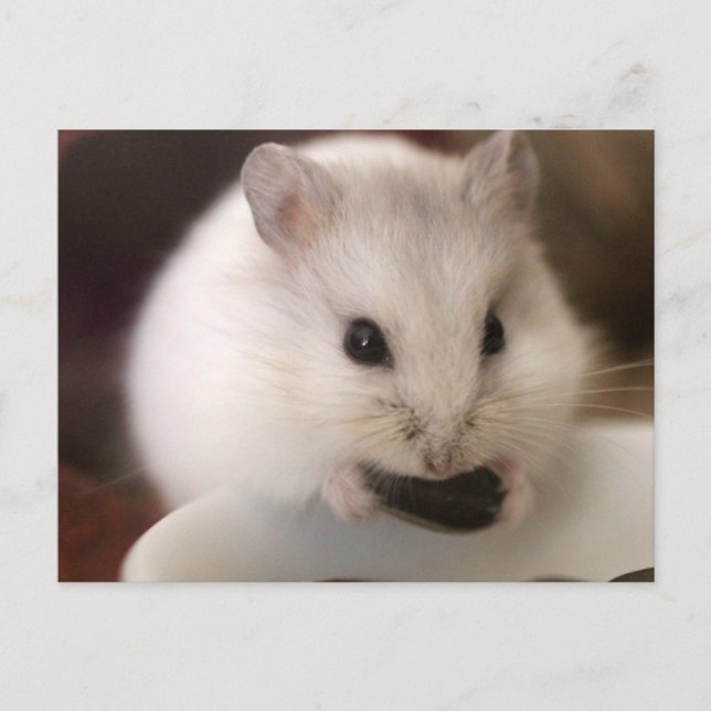 Carte postale Hamster (Devant)