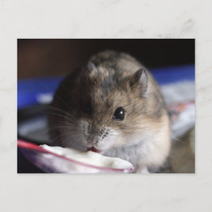 Carte postale Hamster