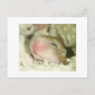 Carte Postale Hamster bébé