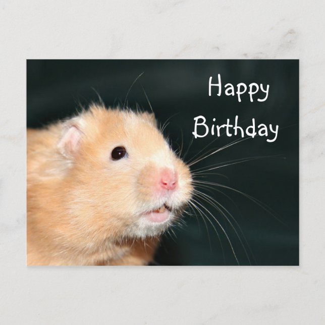 Carte Postale Hamster Joyeux anniversaire (Devant)