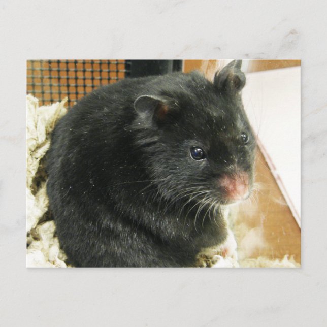 Carte Postale Hamster noir (Devant)