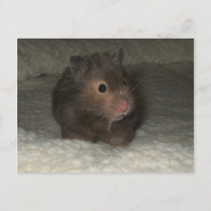 Carte Postale Hamster postcard