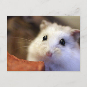 Carte Postale Hamster postcard