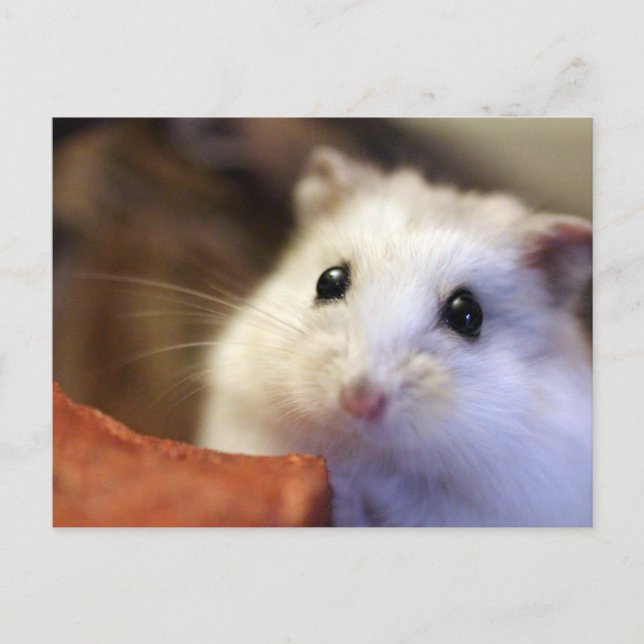 Carte Postale Hamster postcard (Devant)