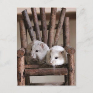 Carte postale Hamsters