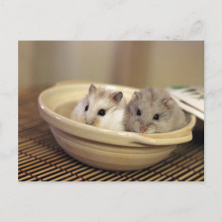 Carte postale Hamsters
