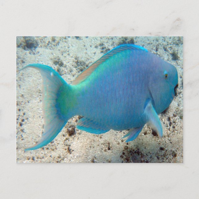 Carte Postale HANAUMA BAY HAWAII - Poisson perroquet (Devant)