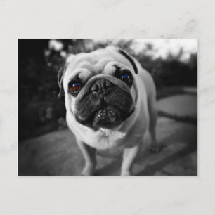 Carte Postale Handsome pug