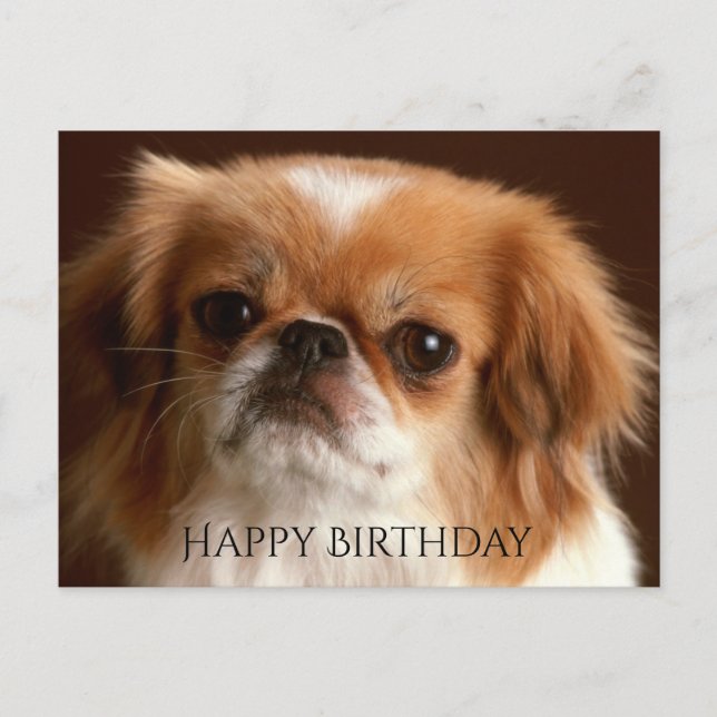 Carte Postale Happy Birthday Pekingese Red Brown Puppy Dog Black (Devant)