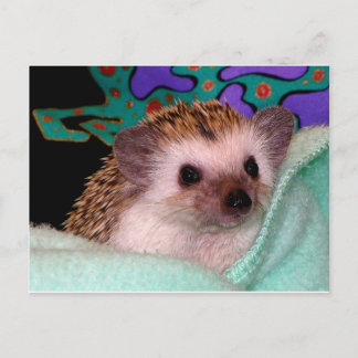 Carte Postale Happy Hedgehog