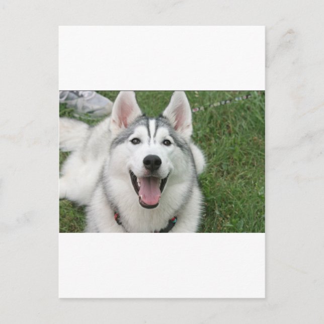 Carte Postale Happy Husky (Devant)