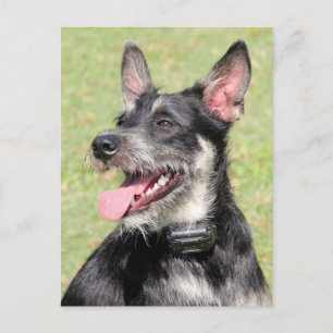 Carte Postale Happy Little Furry Chien Noir Et Blanc Closeup