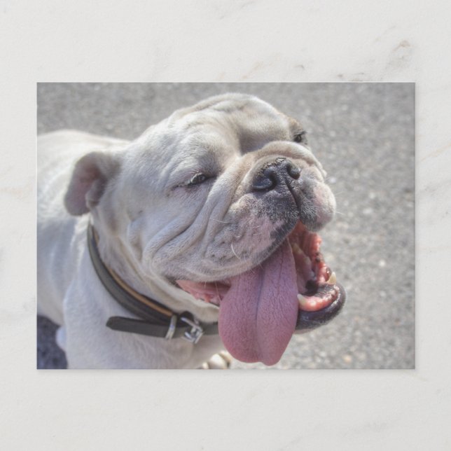 Carte Postale Happy White Bulldog (Devant)
