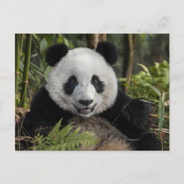 Carte Postale Happy young panda (Devant)