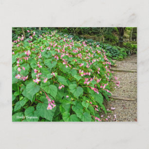 Carte Postale Hardy Begonia [Carte postale]