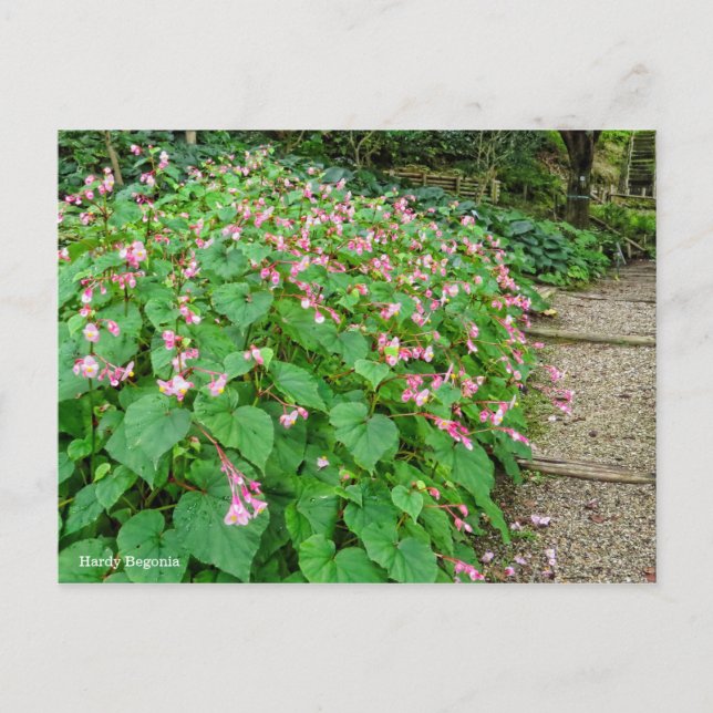 Carte Postale Hardy Begonia [Carte postale] (Devant)