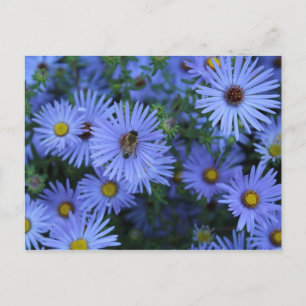 Carte Postale Hardy Blue Aster # 2