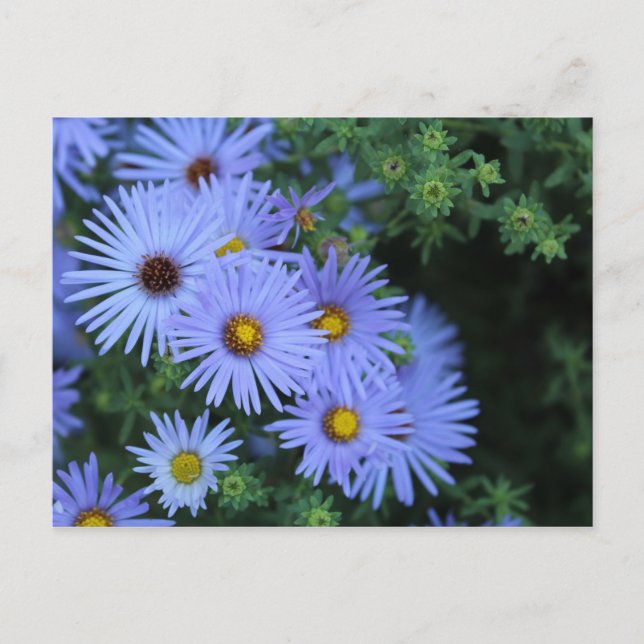 Carte Postale Hardy Blue Aster # 3 (Devant)
