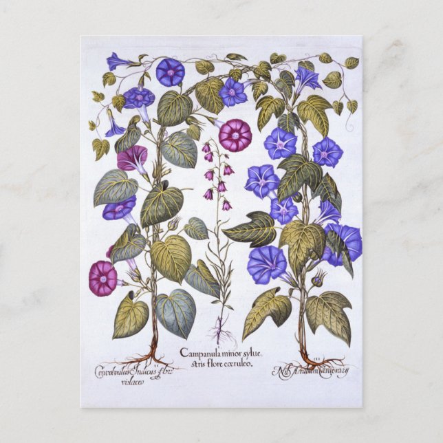 Carte Postale Harebell et Convovulus (Devant)