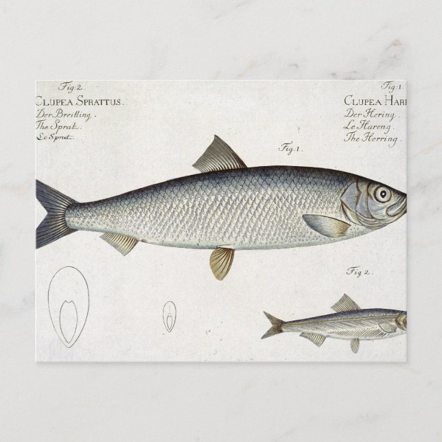 Carte Postale Hareng (Clupea Harengus) (Fig. 1) et Sprat (Clup) (Devant)