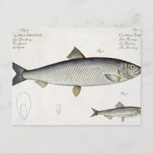 Carte Postale Hareng (Clupea Harengus) (Fig. 1) et Sprat (Clup)