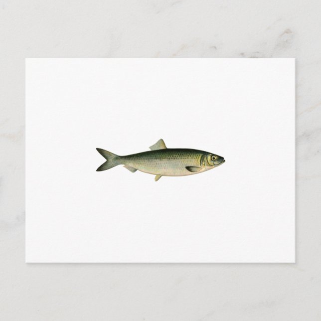 Carte Postale Hareng de la mer Atlantique (Devant)