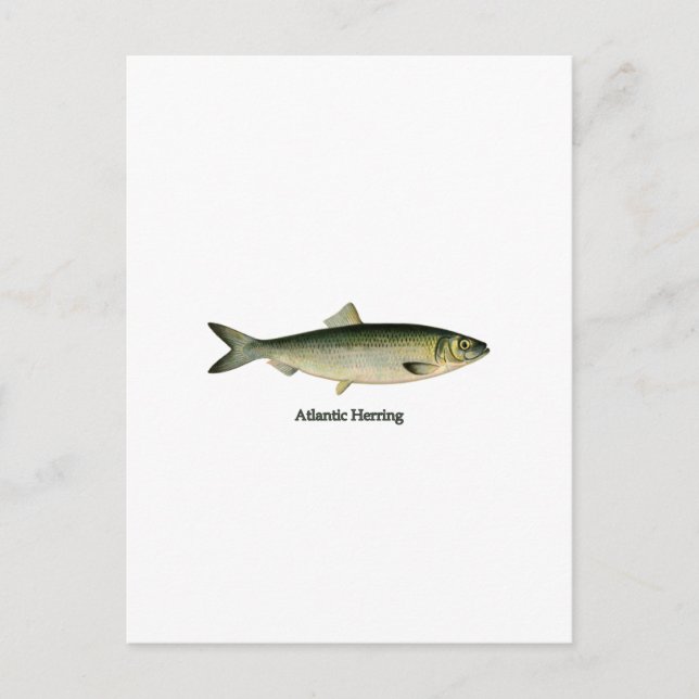 Carte Postale Hareng de l'Atlantique (Devant)