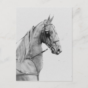 Carte Postale Harnais fin saddlebred