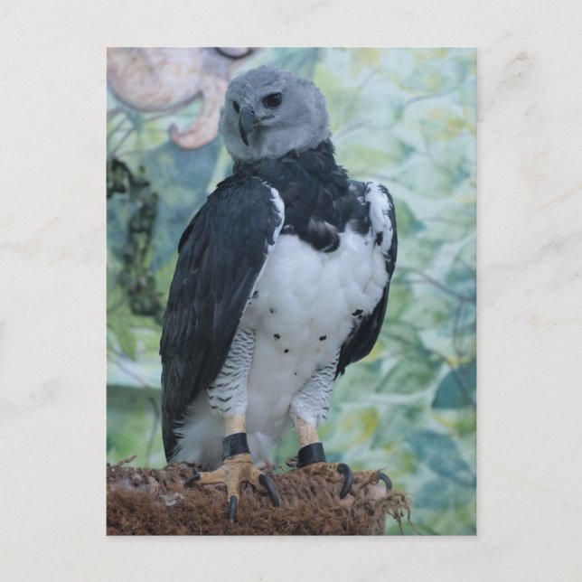Carte Postale Harpy Eagle (Devant)