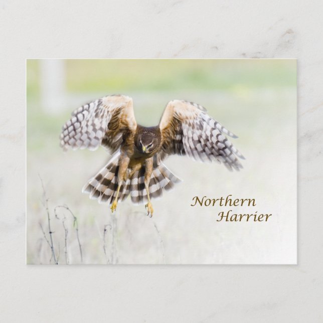 Carte Postale Harrier du Nord (Devant)