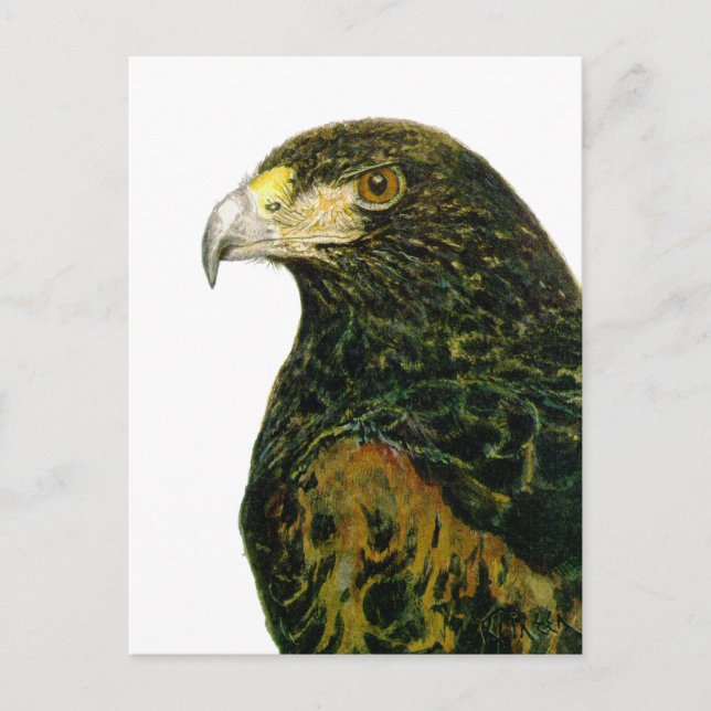 Carte postale Harris Hawk (Devant)
