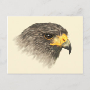 Carte Postale Harris Hawk - Mélange Moyen