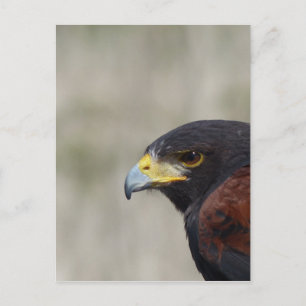 Carte Postale Harris Hawk Portrait