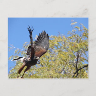 Carte Postale Harris Hawk Takes Flight