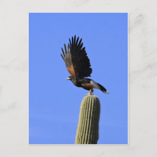 Carte Postale Harris's Hawk en vol