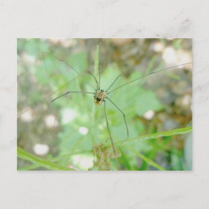 Carte Postale Harvestman Daddy Longlegs (Opiliones)