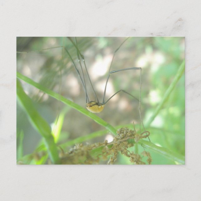 Carte Postale Harvestman Daddy Longlegs (Opiliones) (Devant)