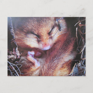 Carte Postale Haselmaus-Postkarte