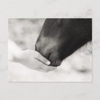 Carte Postale Häst Horse