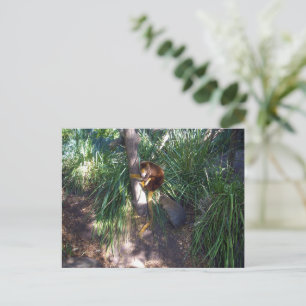 Carte Postale "Haut dans les arbres : Un arbre australien grimpe