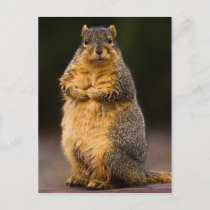 Carte Postale Haut debout