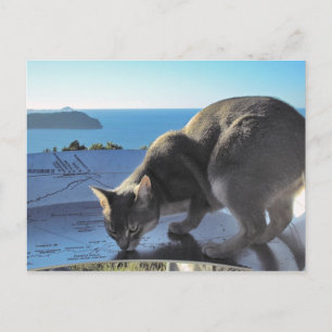 Carte Postale Haut du mont Paku Nouvelle-Zélande