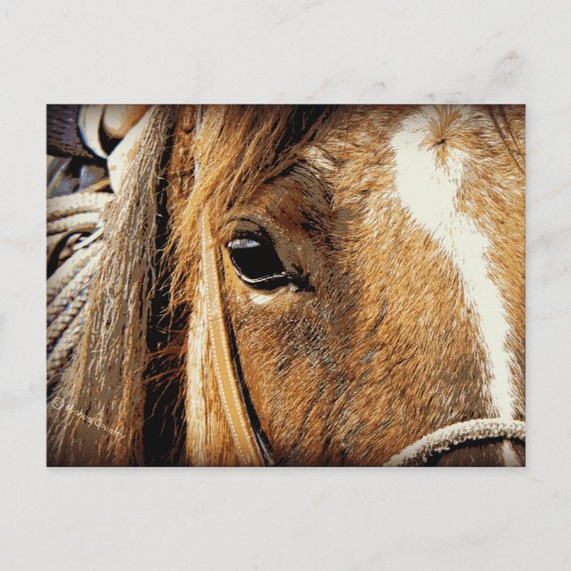 Carte Postale Haut étroit de cheval (Devant)