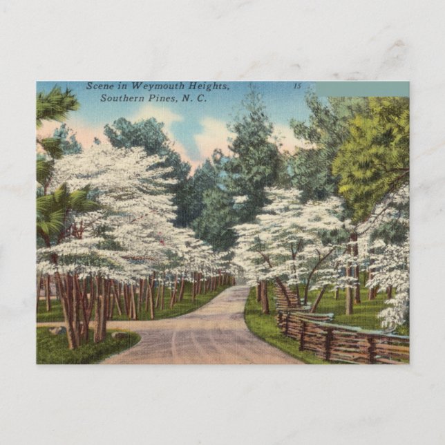 Carte Postale Hauteurs de Weymouth, pins du Sud, Caroline du Nor (Devant)