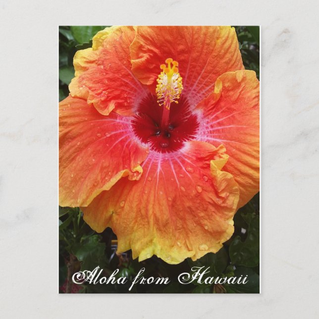 Carte postale hawaïenne, hawaïen, aloha, hibiscus, (Devant)
