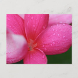 Carte Postale Hawaii